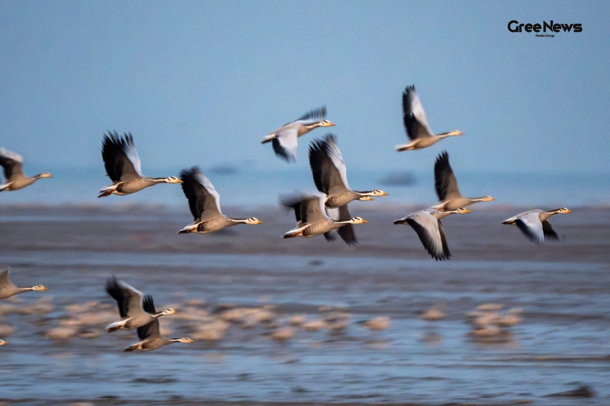 Wetland Emergency and Action Against Pollution