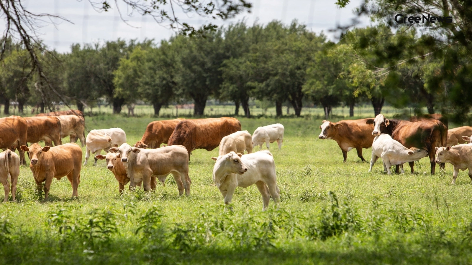 The Return of the New World Screwworm: Livestock and Border Threats