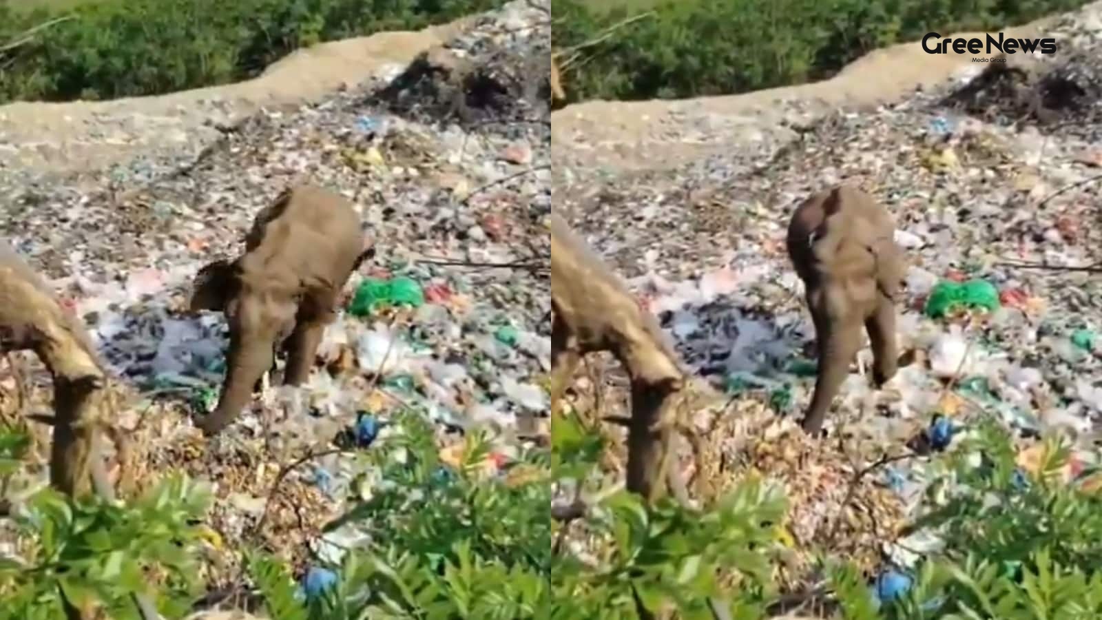 Plastic Pollution and Wildlife in Karnataka