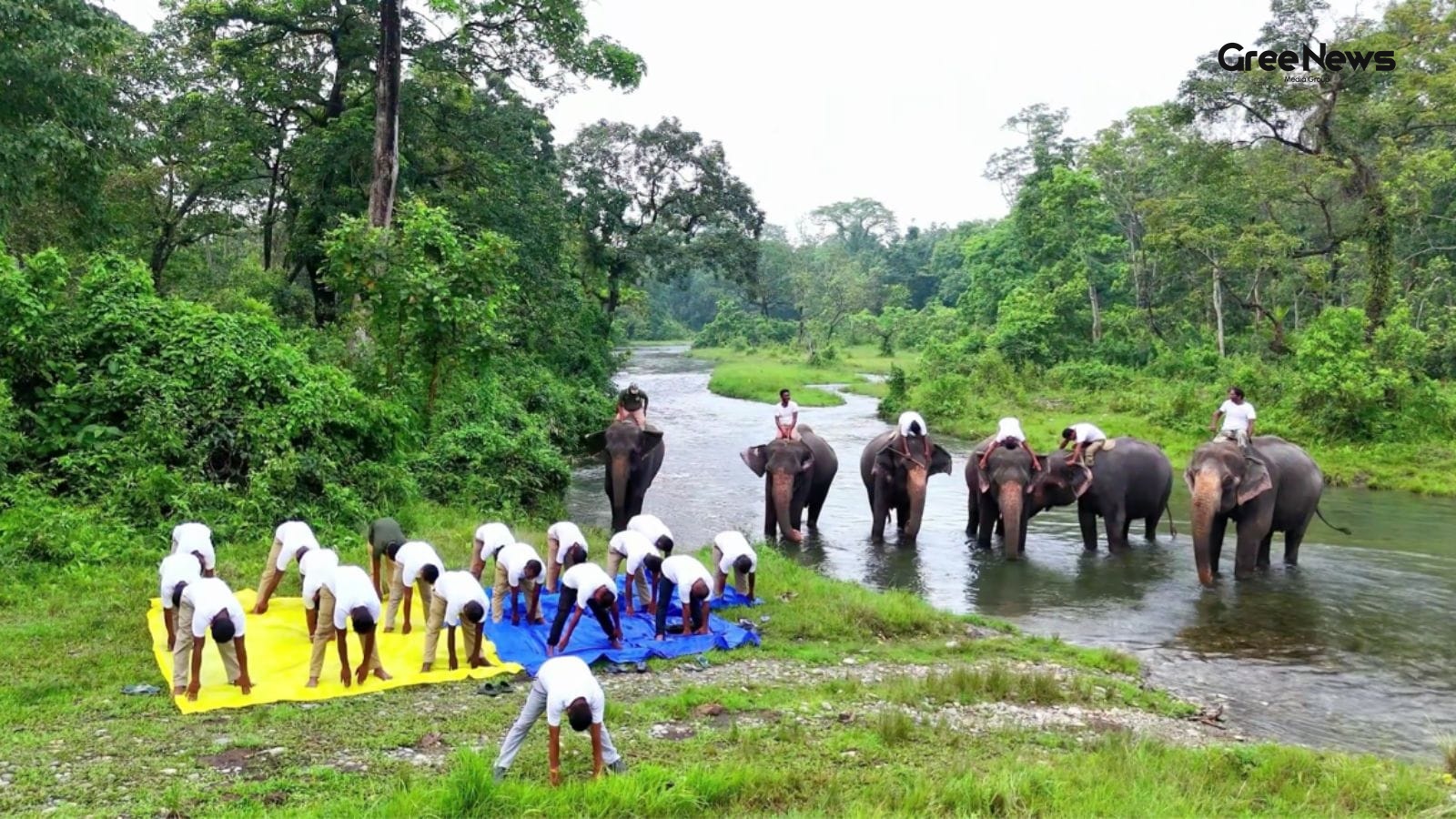 Yoga on Elephants in Jaldapara National Park: Viral Controversy