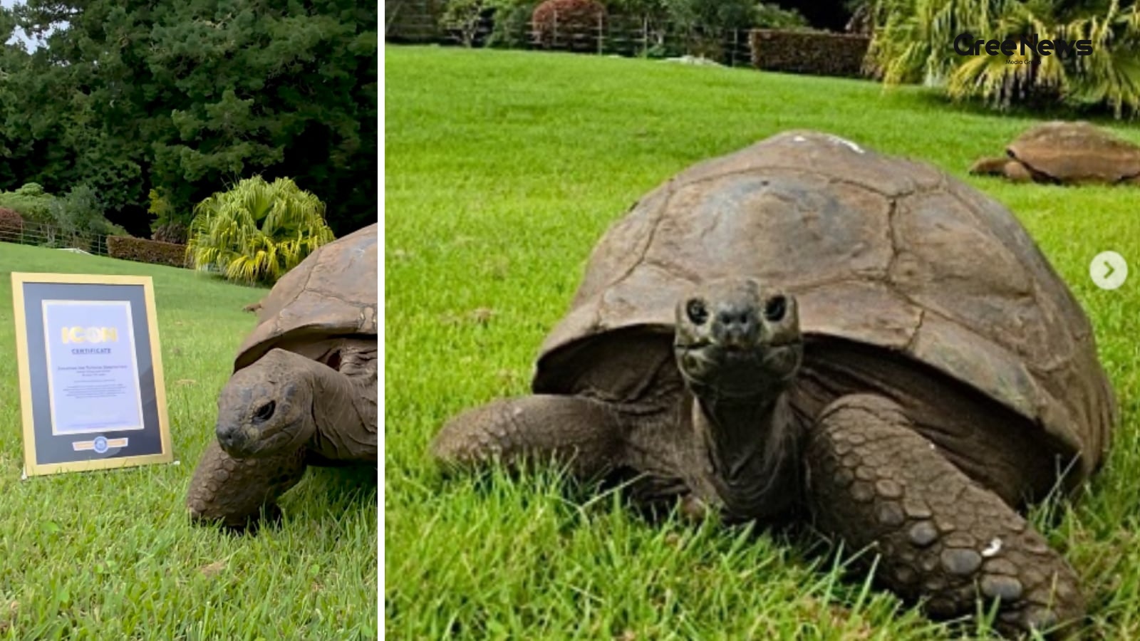 Jonathan: The Oldest Living Land Animal and Living Icon