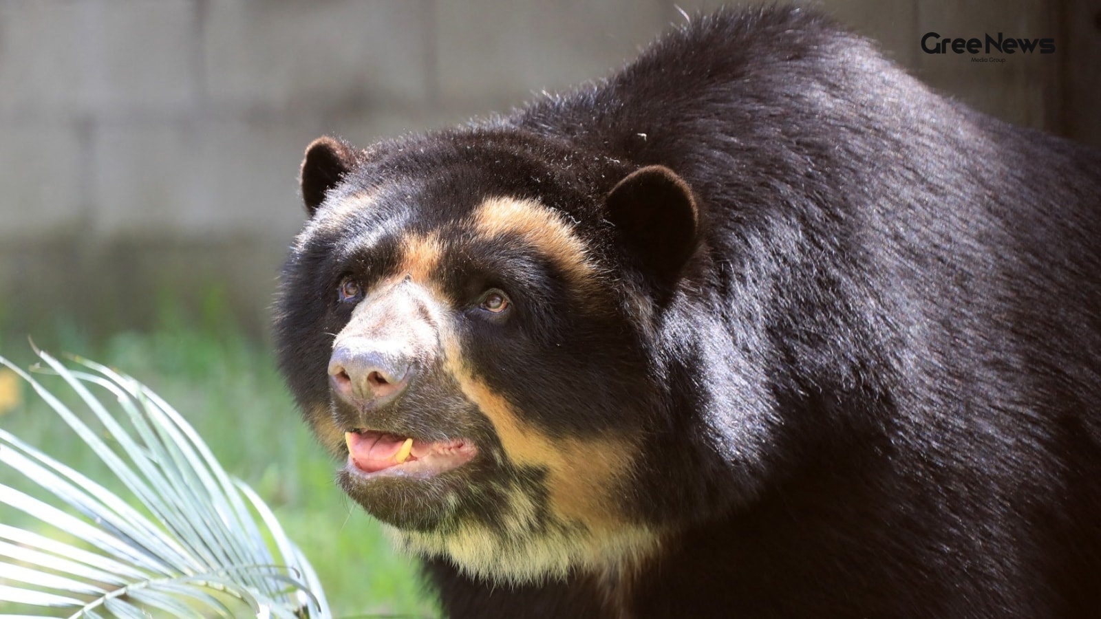 Bear Attacks in Tokyo: Anti-Bear Spraying and New Deterrent Methods