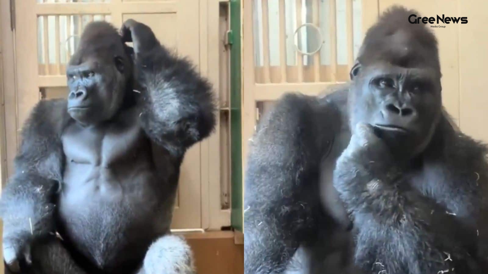 The Gorilla of Domestic Drama: Relatable Existential Melancholy