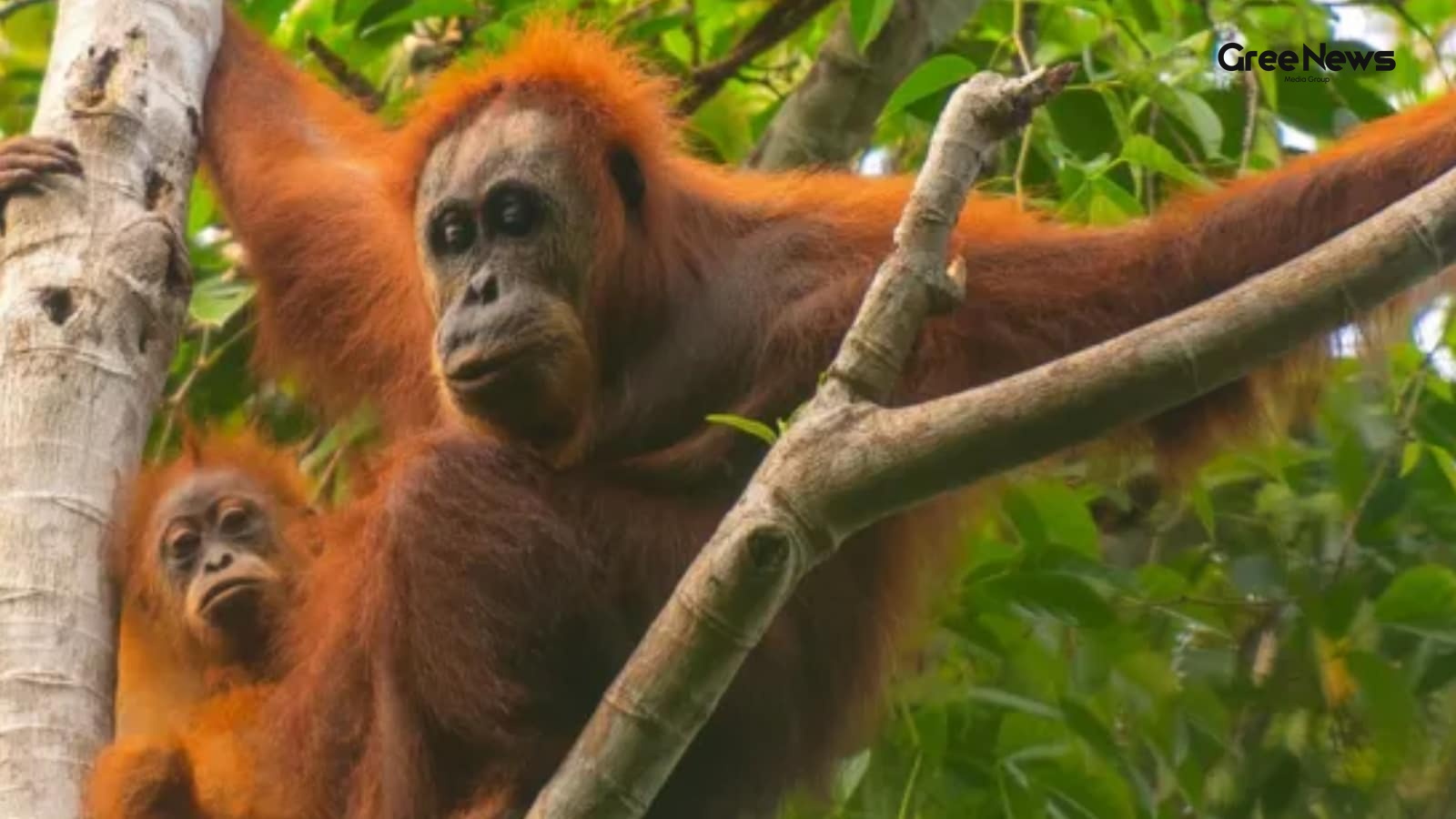 Tapanuli Orangutan Loss Following Cyclone Senyar