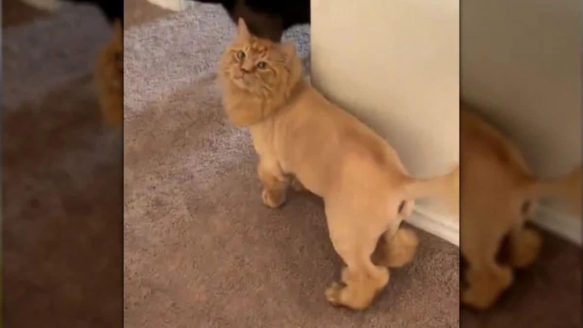 Orange Cat Mario’s Lion‑Like Shave Takes TikTok by Storm – What It Means for Pet Grooming