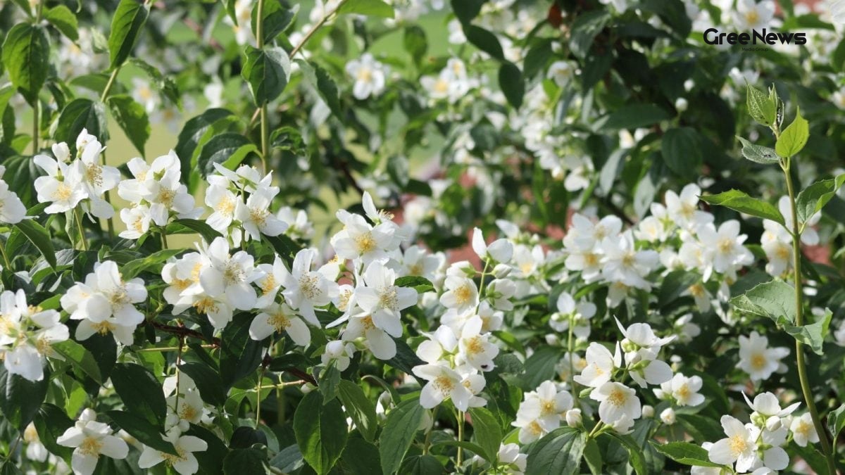 Why Your Jasmine Isn't Blooming and the Simple Fix Every Indian Gardener Needs