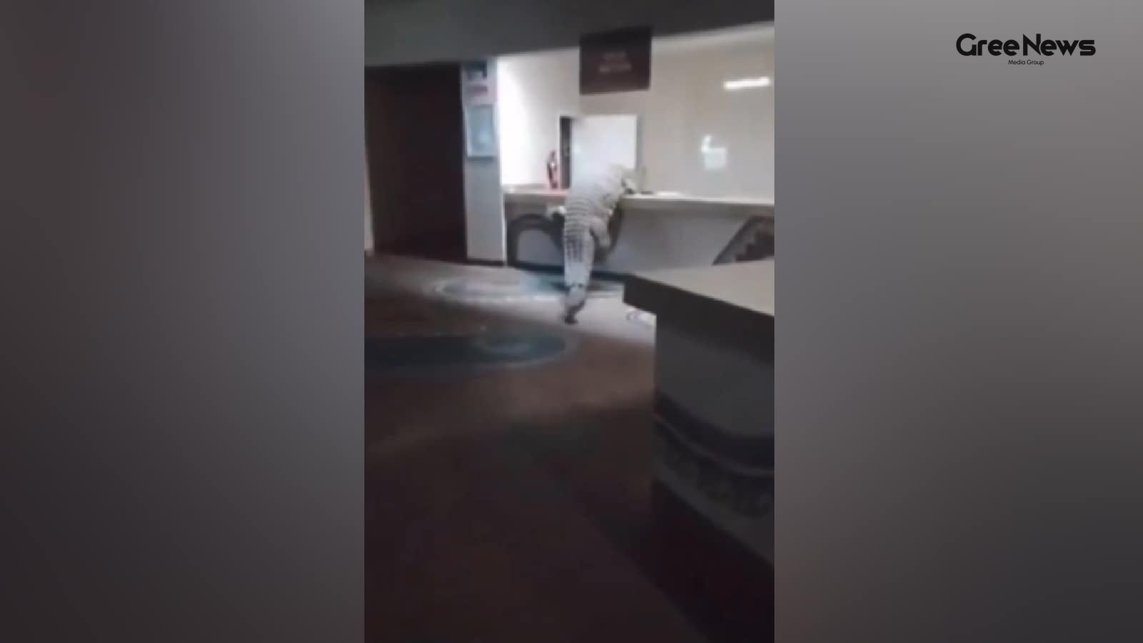 Crocodile Crashes Into Zimbabwe Hotel Kitchen, Turns Into Unexpected Guest