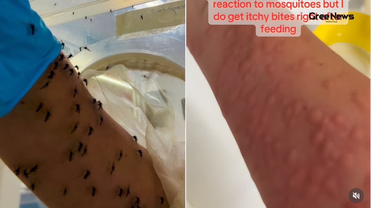 I Watched a Melbourne Entomologist Feed Mosquitoes With Her Own Blood  The Viral Video That Got Everyone Talking