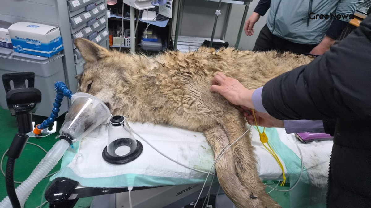 Neukgu the Wolf’s 9‑Day Escape: A Heart‑warming Tale That Turned Into Viral News Across India