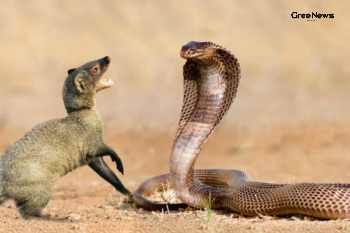 Who Wins When a Mongoose Takes on a Snake? The Real Story Behind India’s Classic Showdown