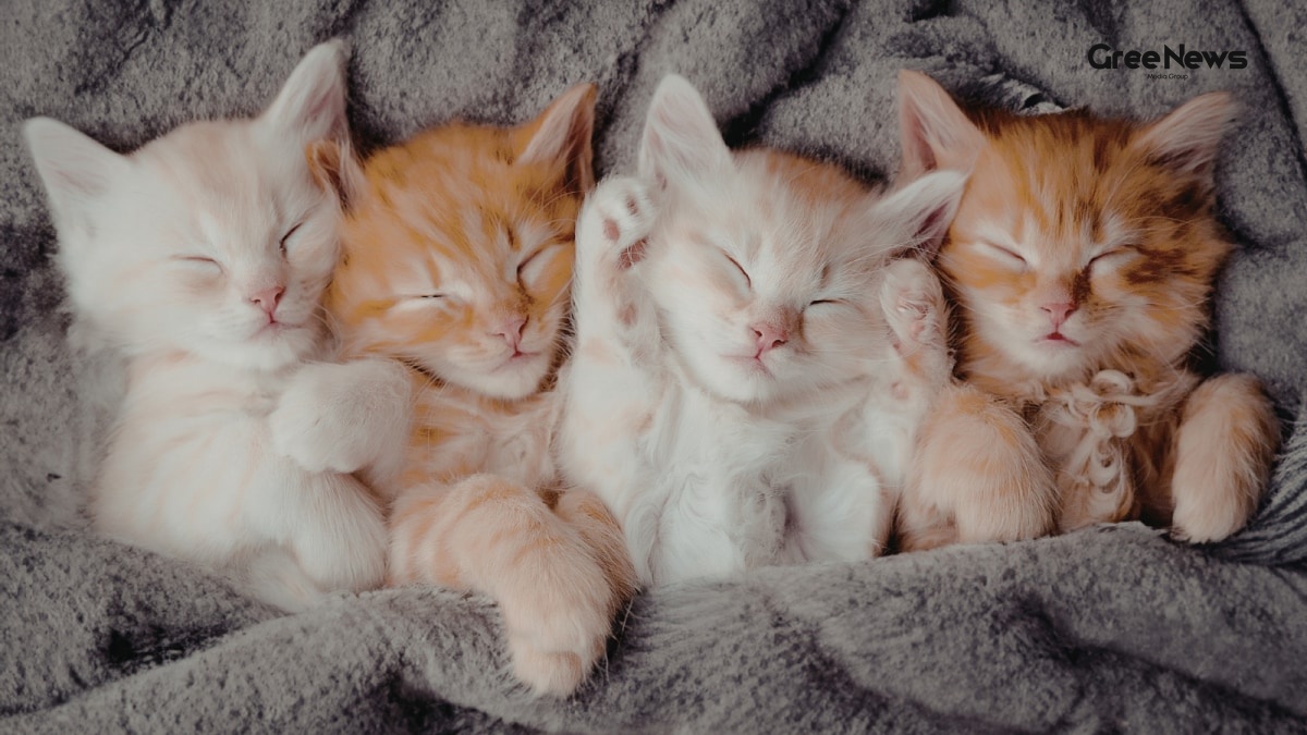 Bengaluru Neighbours’ ‘Kittens Child Support’ Row Ends With Police Mediation A Viral Tale