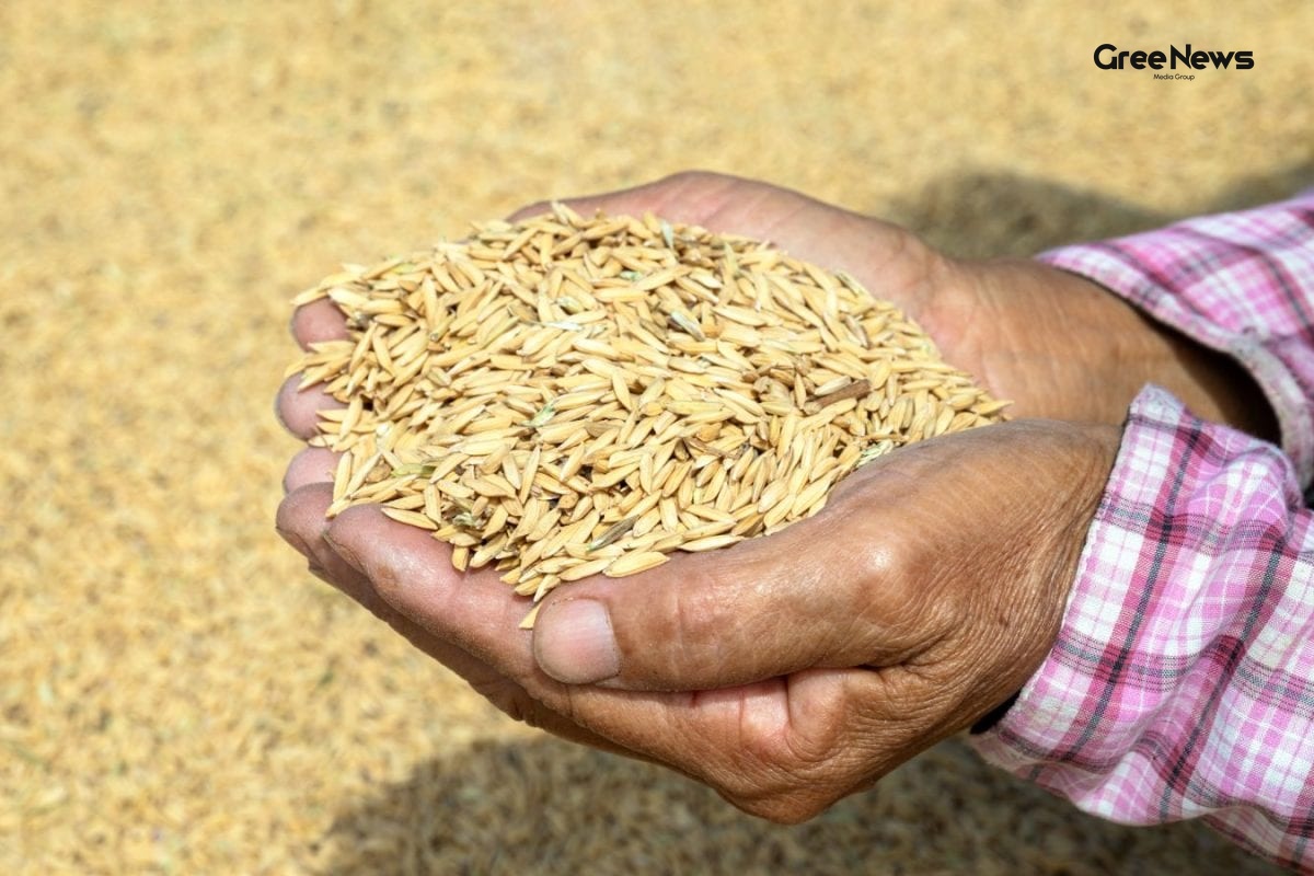 Why West Bengal Is Revered as India's Rice Capital A Deep Dive Into the Grain’s Heartland