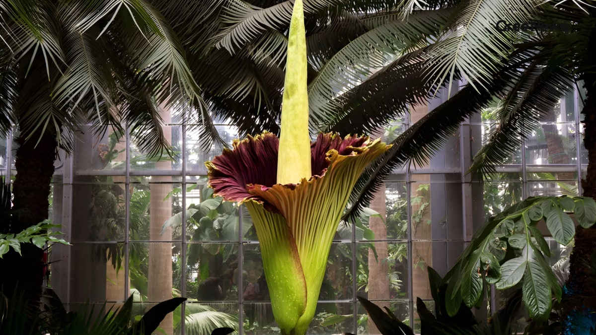 Why Everyone’s Queuing for the Corpse Flower at Mount Holyoke  A Smelly Spectacle that Became Viral News