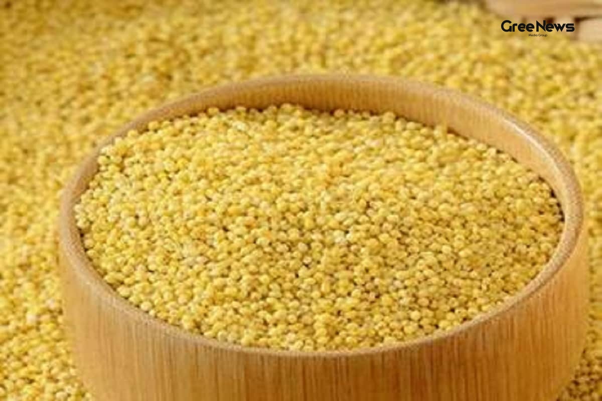 Why Millets Are the Unsung Heroes Amid India’s Water Crunch and Heatwaves