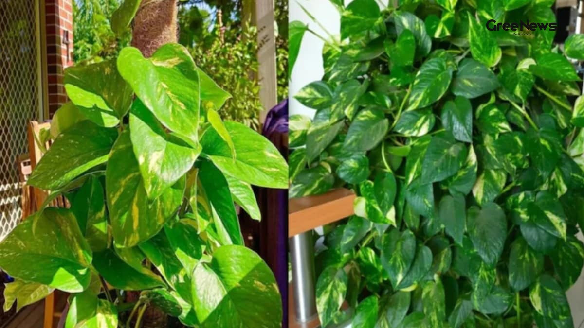 How I Beat the May Heatwave with 5 Simple Indoor Plants  A Fresh Home Trick