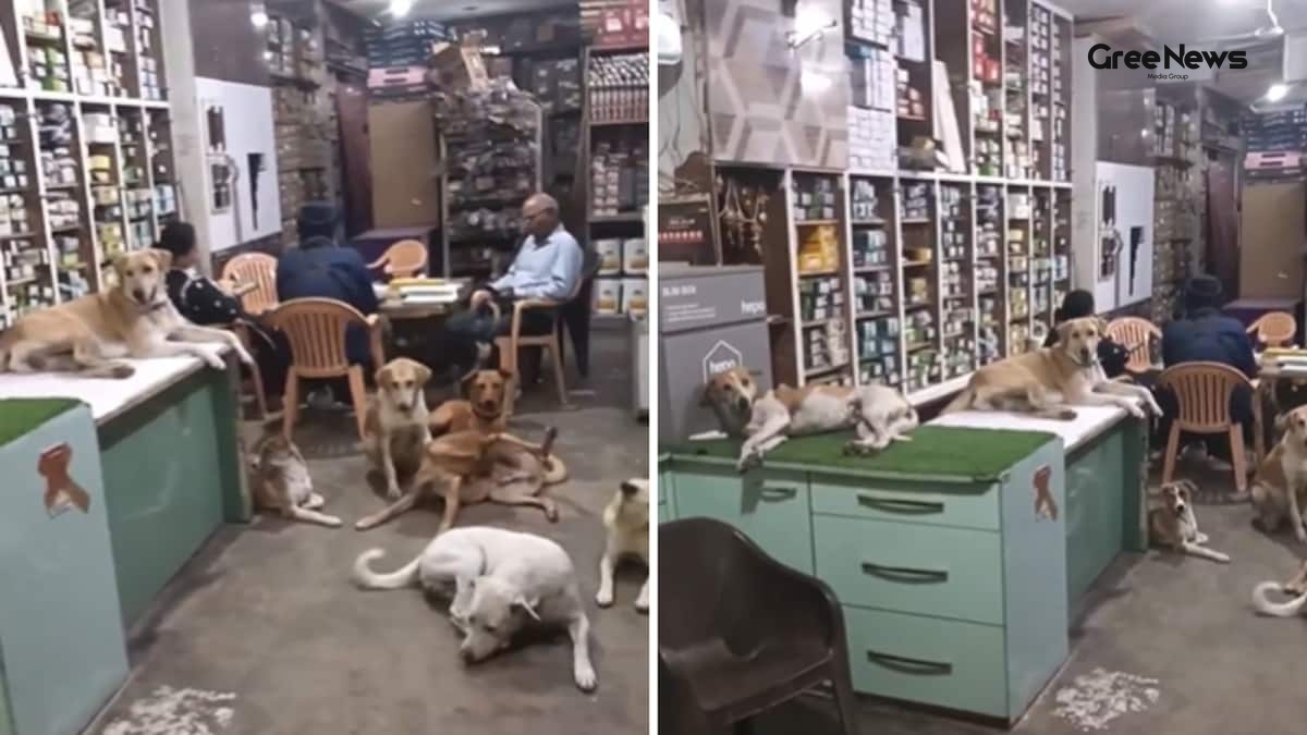 Shop Owner Turns Shop Into Cool Haven for Stray Dogs Amid Heatwave  A Heartwarming Viral Story