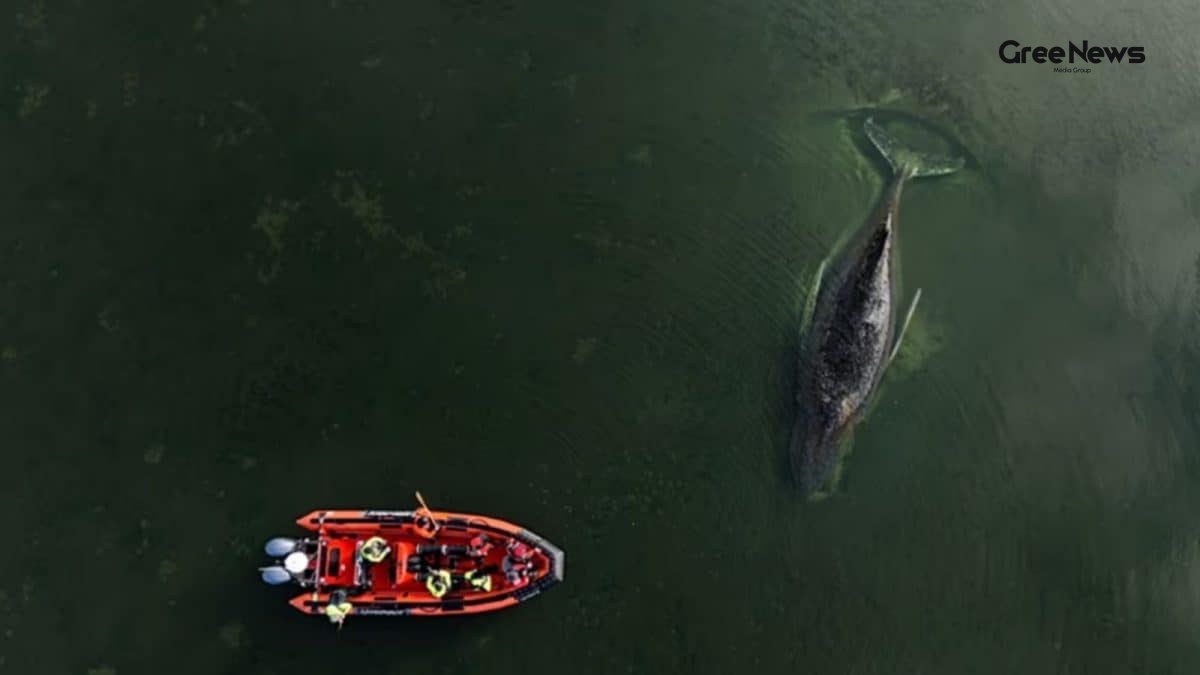 Breaking News: High‑Risk Rescue Mission to Save Stuck Whale Timmy in Germany’s Baltic Sea