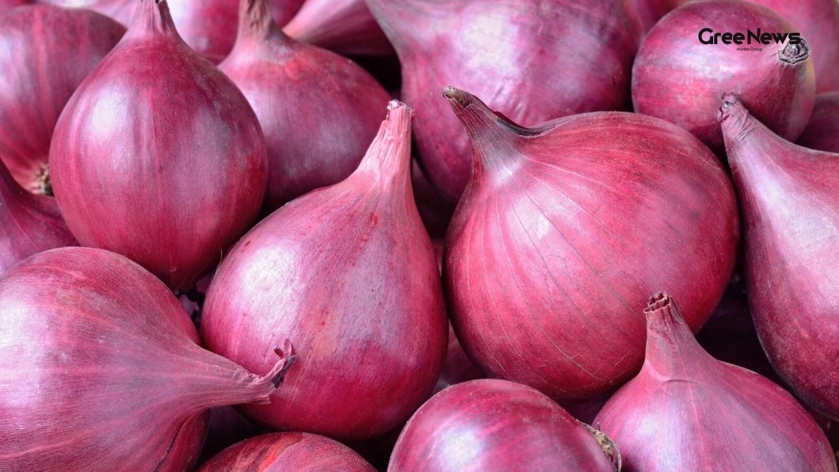 India’s Onion Capital: Inside the City That Feeds the World