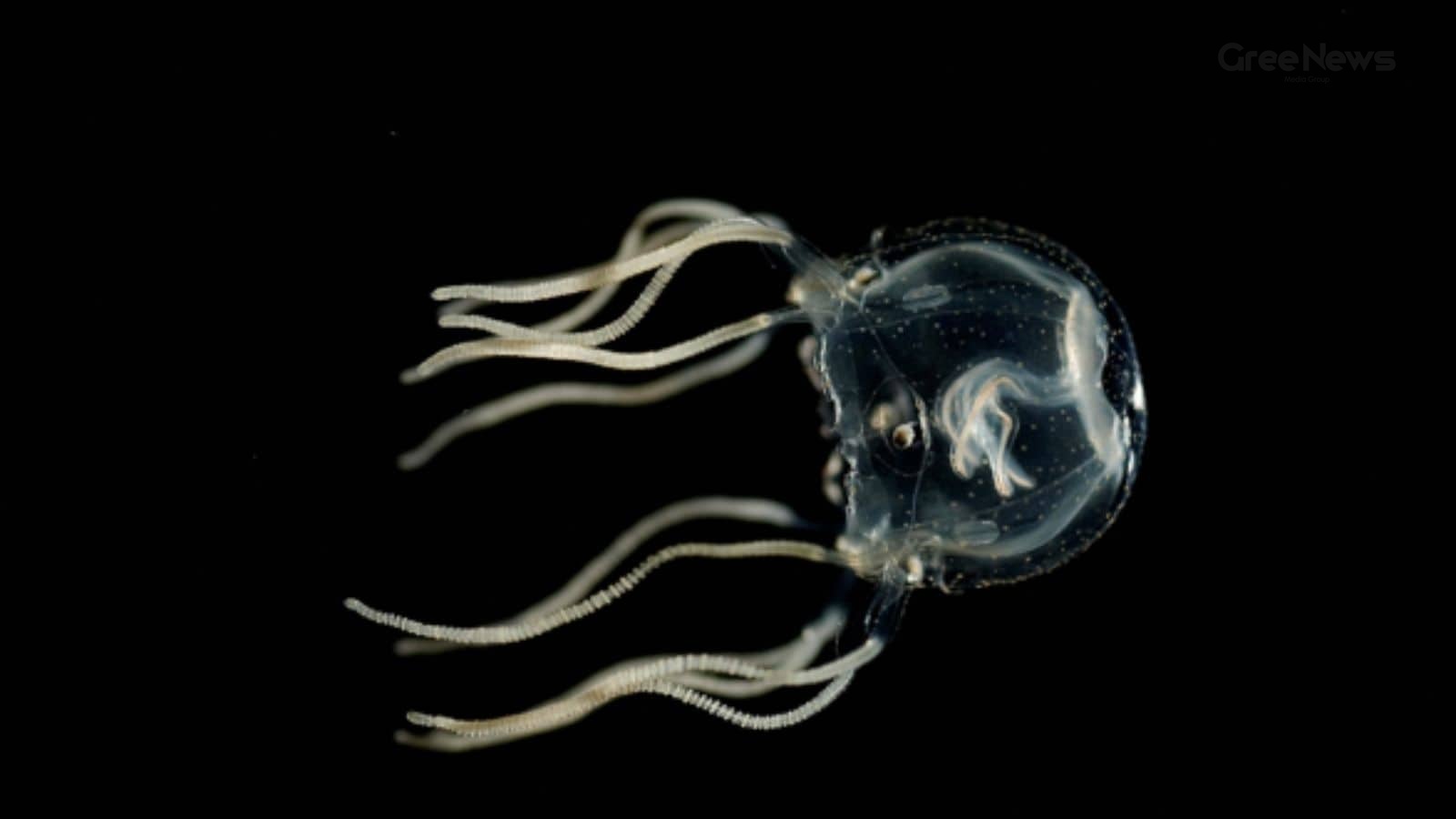 Surfer’s Brush With Death: How a Box Jellyfish Sting Nearly Ended a 30‑Year‑Old Aussie’s Life in Fiji