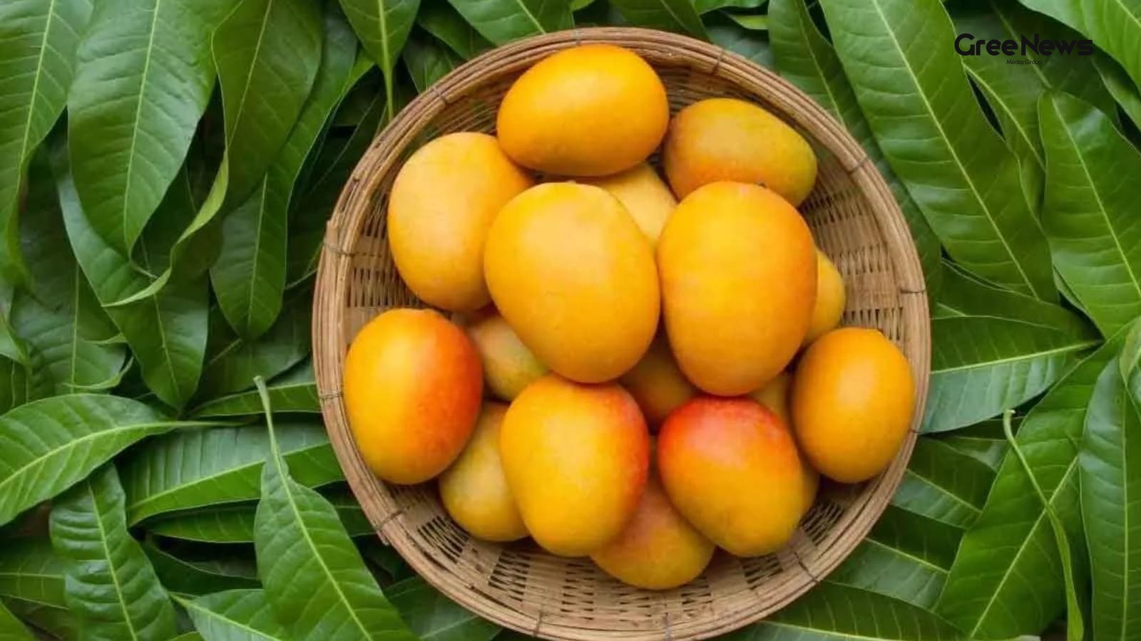 Why the Alphonso Mango Earns the Crown as India’s Queen of Mangoes