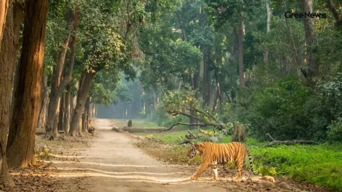 Delhi‑Dehradun Expressway’s 12‑km Wildlife Flyover: A Giant Leap for Conservation