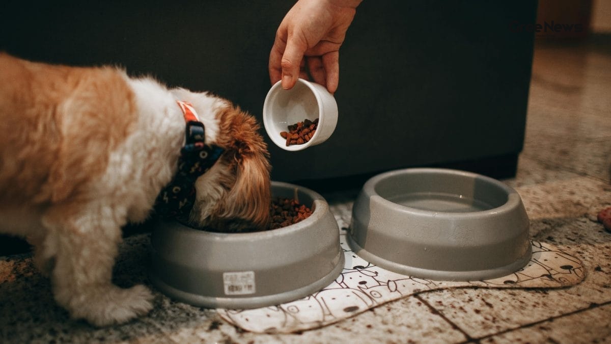Pet Parents' Guide: 5 Surprising Ways Your Dog’s Food Can Hide Allergies