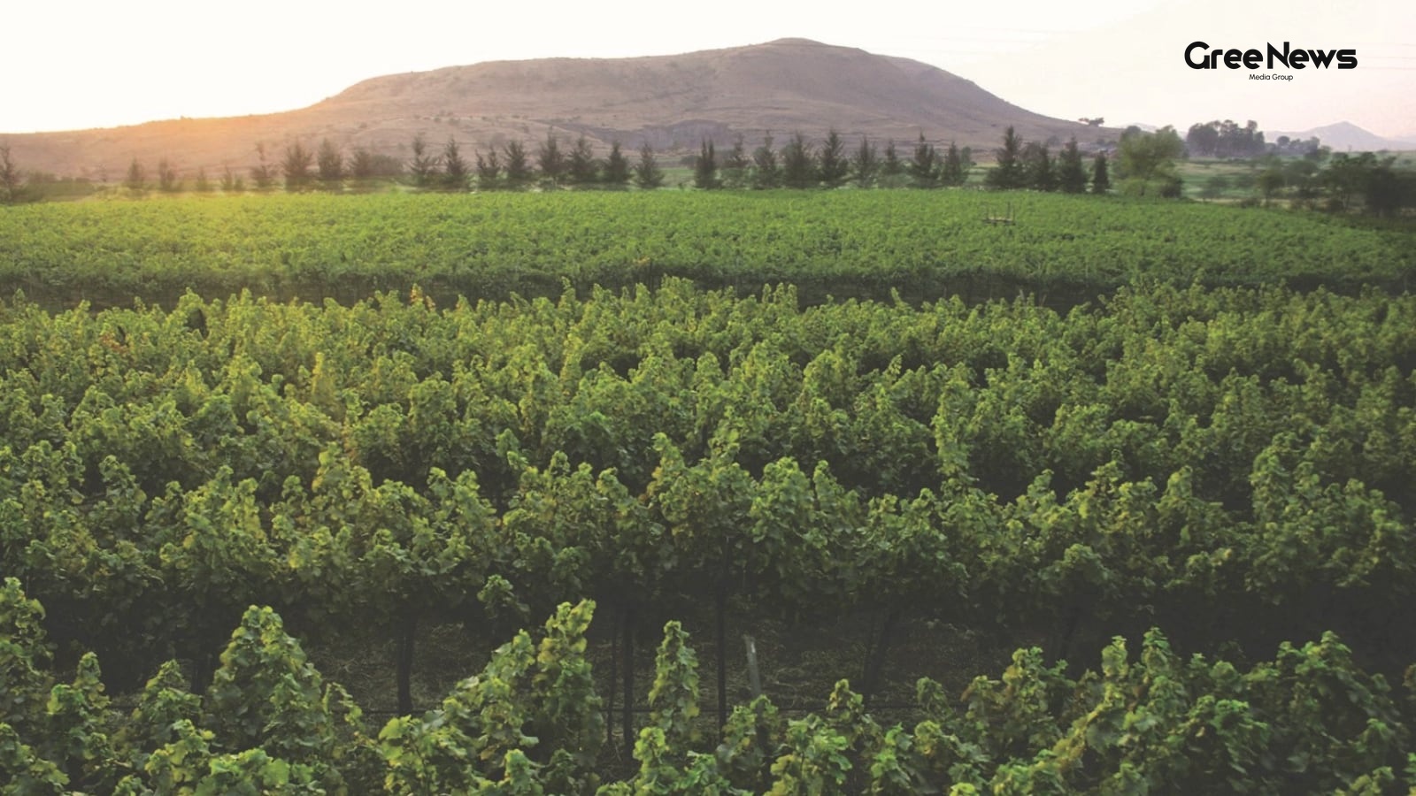 How I Discovered Nashik’s Rise as India’s New Wine Playground  A Personal Journey