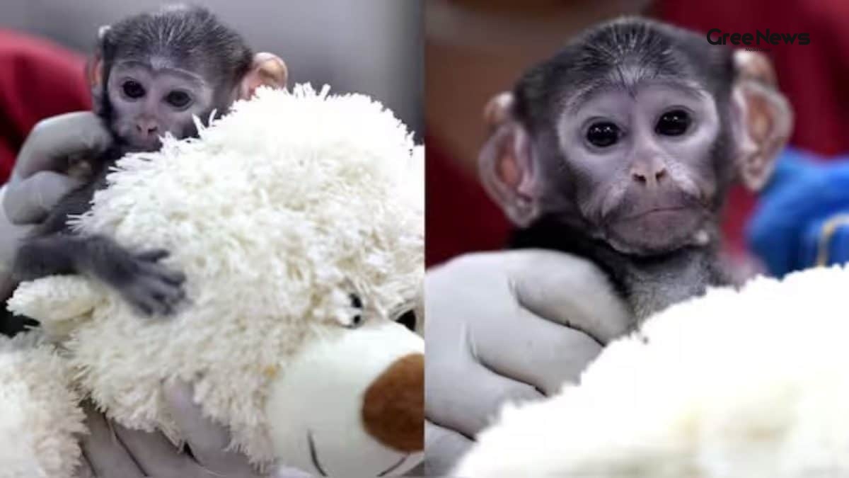 Yuji the baby monkey hugging a stuffed toy