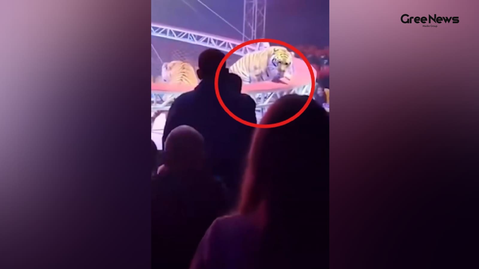 When a Circus Tiger Jumped Into the Crowd in Rostov‑on‑Don  My Take on the Viral Chaos