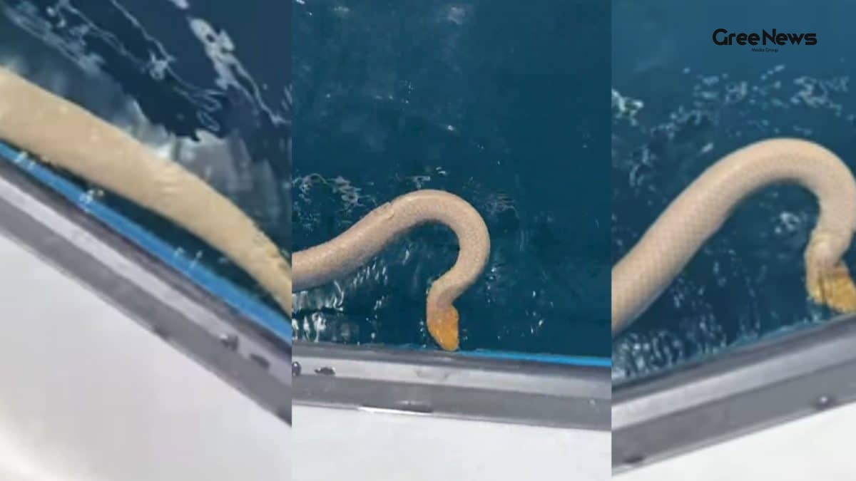 Man Touches Venomous Olive Sea Snake on Boat  A Viral Wildlife Stunt Sparks Debate