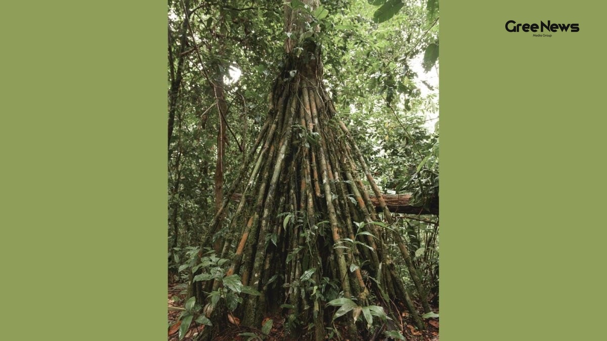 The ‘Walking’ Palm Mystery: How This Tree Really Adapts (Not Walks)