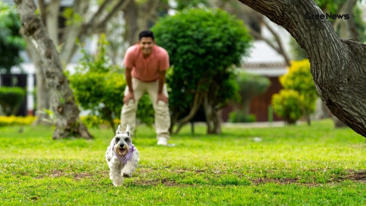 Why Dogs Remember You Forever: The Real Science Behind Their Unforgettable Bond