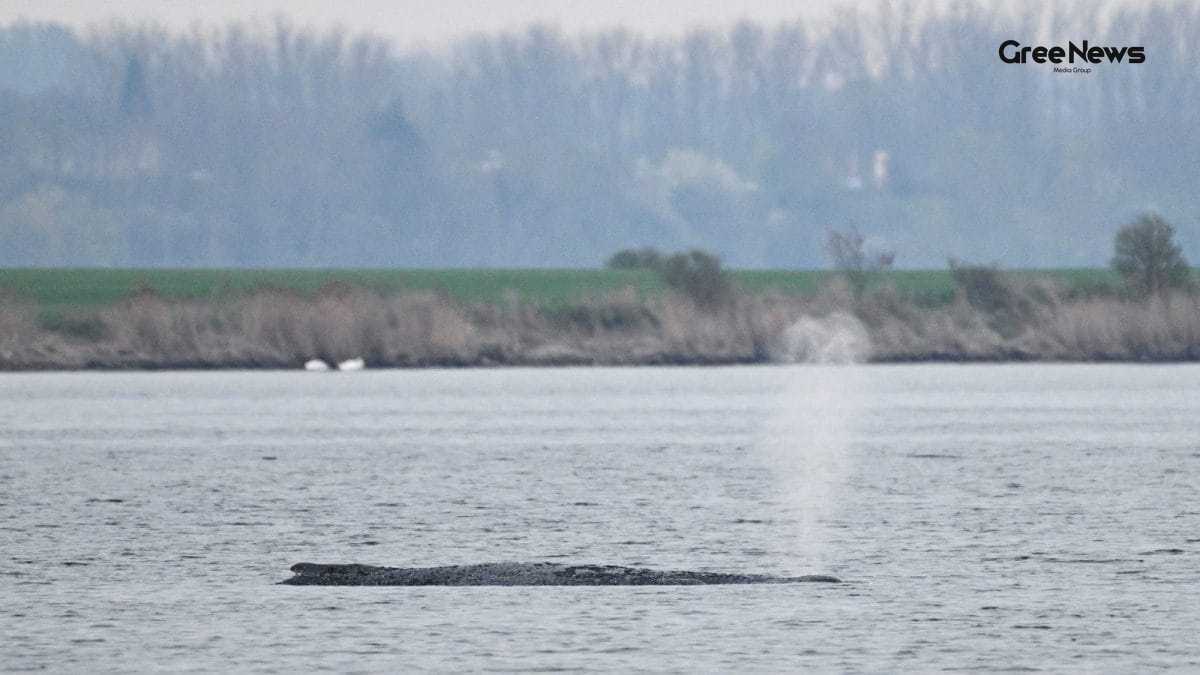 How I Followed the Race to Save ‘Timmy’, the Stranded Whale Near Wismar  A Tale of Hope and Rescue